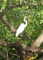 Great Egret, Yellow Water, Kakadu NP